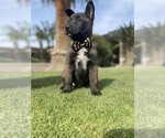 Small Photo #2 Belgian Malinois Puppy For Sale in BAKERSFIELD, CA, USA