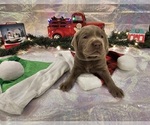 Small Photo #1 Labrador Retriever Puppy For Sale in ENNIS, TX, USA
