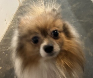 Father of the Pomimo puppies born on 01/20/2026