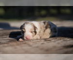 Puppy Nemo Border Collie