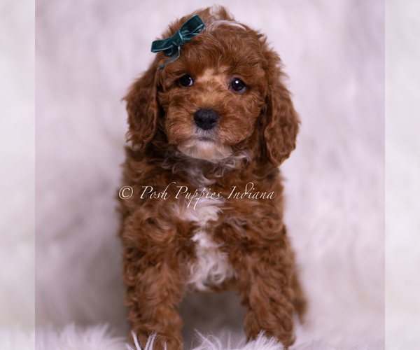 Medium Photo #40 Poodle (Toy) Puppy For Sale in WARSAW, IN, USA