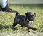 Small #2 Pug