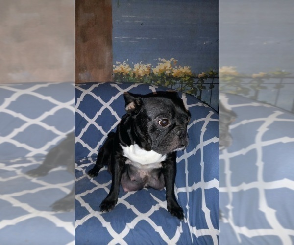 Medium Photo #1 Faux Frenchbo Bulldog Puppy For Sale in CARTHAGE, TX, USA