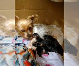 Mother of the Yorkshire Terrier puppies born on 09/08/2022
