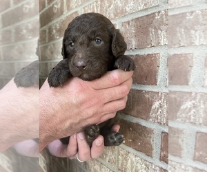 Medium Goldendoodle (Miniature)