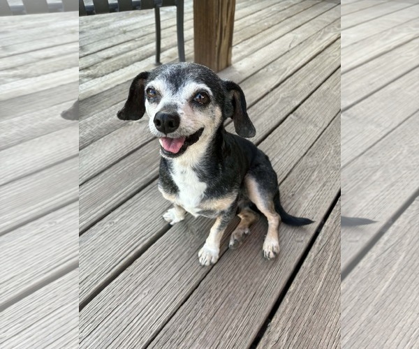 Medium Photo #1 Chihuahua-Unknown Mix Puppy For Sale in La Verne, CA, USA