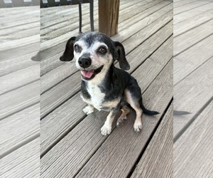 Chihuahua-Unknown Mix Dogs for adoption in La Verne, CA, USA