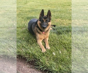 German Shepherd Dog Puppy for sale in NO HAVEN, CT, USA
