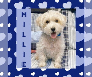 Maltese-Unknown Mix Dogs for adoption in Littleton, CO, USA