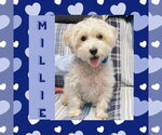 Small Maltese Mix