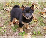 Puppy 1 Shiba Inu