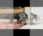 Small #2 Dachshund