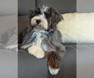 Father of the Golden Mountain Doodle  puppies born on 02/15/2025