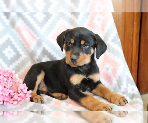 Bluetick Coonhound-Labrador Retriever Mix Puppy for sale in SHILOH, OH, USA