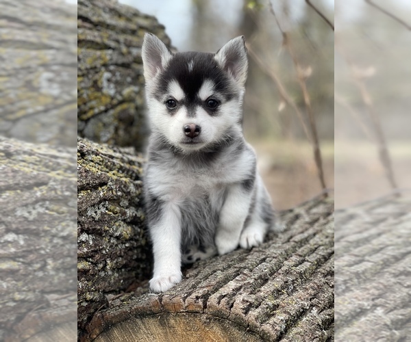 Medium Photo #29 Pomsky Puppy For Sale in STAPLES, MN, USA