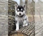 Small Photo #29 Pomsky Puppy For Sale in STAPLES, MN, USA