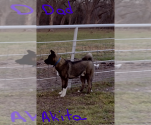 Father of the Akita-German Shepherd Dog Mix puppies born on 03/10/2023