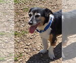 Small #3 Dachshund-Jack Russell Terrier Mix