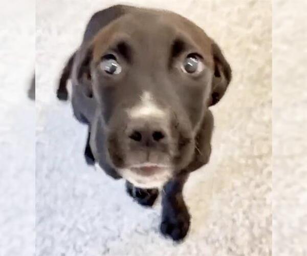 Medium Photo #2 Mutt Puppy For Sale in Houston, TX, USA