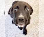 Small #1 Mutt