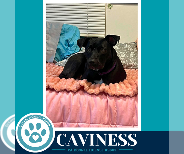 Medium Photo #8 Labrador Retriever-Unknown Mix Puppy For Sale in Kimberton, PA, USA
