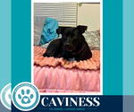 Small #7 Labrador Retriever Mix