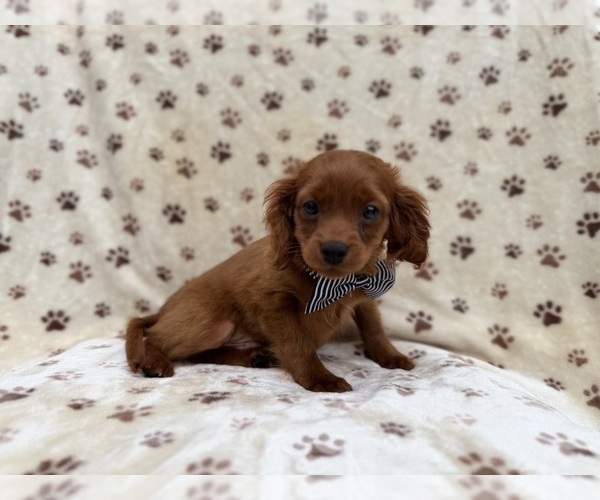 Medium Photo #8 Cavapoo (Miniature) Puppy For Sale in LAKELAND, FL, USA