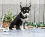 Small Photo #18 Siberian Husky Puppy For Sale in LANCASTER, PA, USA