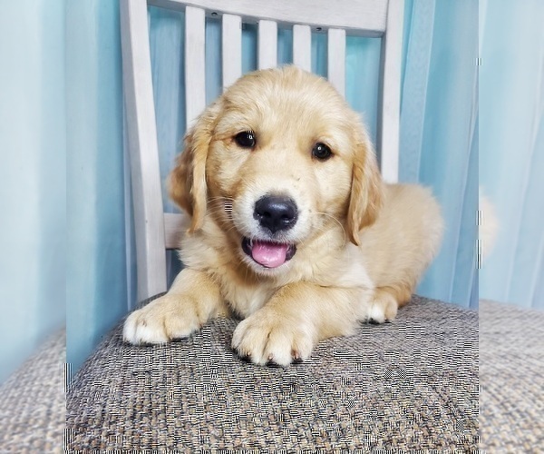 Medium Photo #1 Golden Retriever Puppy For Sale in ELKHART, IN, USA