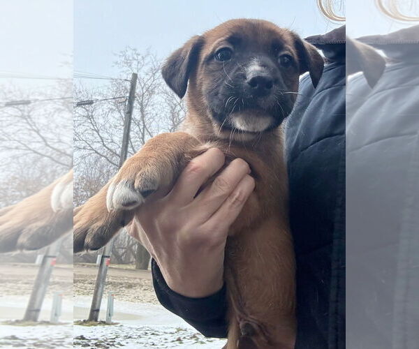 Medium Photo #3 Mastiff-Unknown Mix Puppy For Sale in Clarkston, MI, USA