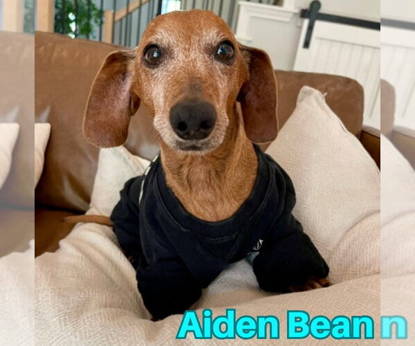 Medium Photo #16 Dachshund Puppy For Sale in San Antonio, TX, USA