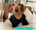 Small #15 Dachshund
