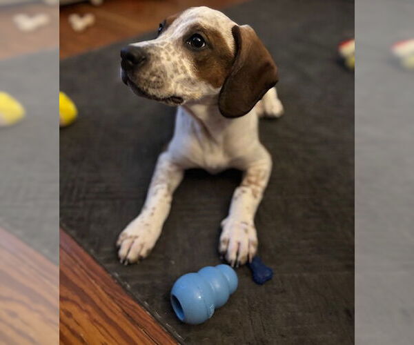 Medium Photo #5 English Coonhound-Labrador Retriever Mix Puppy For Sale in Canal Winchester, OH, USA