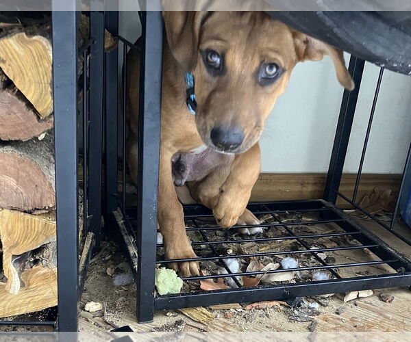 Medium Photo #21 Mutt Puppy For Sale in Germantown, OH, USA