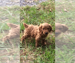 Small Photo #1 Brittnepoo Puppy For Sale in COLUMBIA, KY, USA