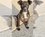 Small #2 Mountain Cur Mix