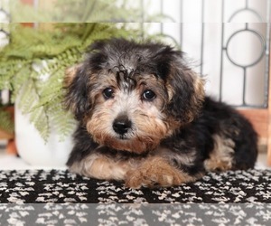 Yo-Chon Puppy for sale in NAPLES, FL, USA