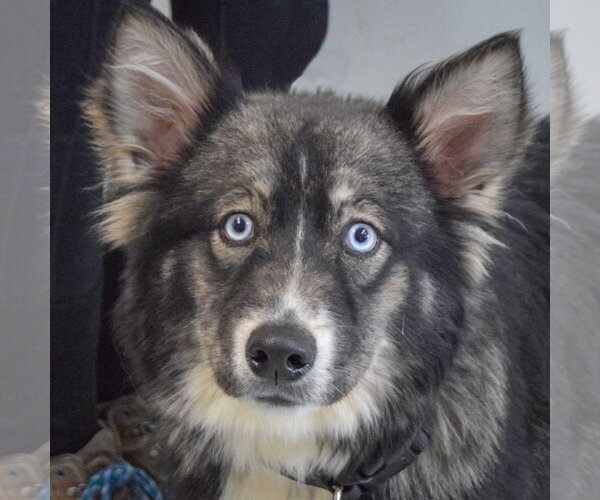 Medium Photo #4 Siberian Husky-Unknown Mix Puppy For Sale in Huntley, IL, USA