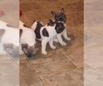 Small Photo #1 French Bulldog Puppy For Sale in LITHONIA, GA, USA
