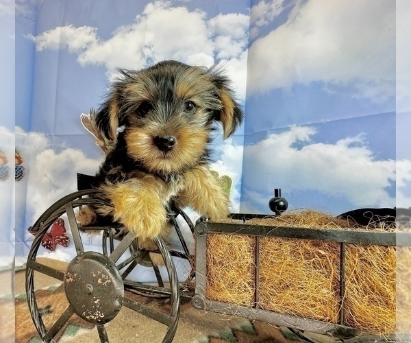 Medium Photo #4 Morkie Puppy For Sale in CASSVILLE, MO, USA