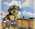 Small #3 Morkie