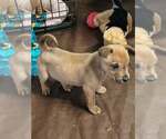 Small #3 Labrador Retriever Mix