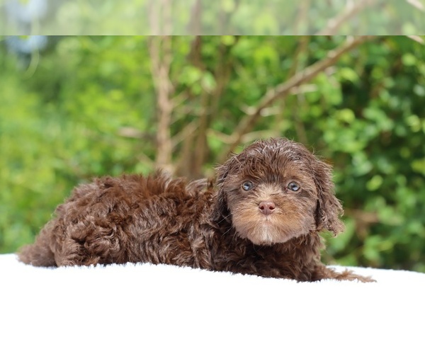 Medium Photo #22 ShihPoo Puppy For Sale in DYERSBURG, TN, USA