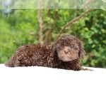 Small #21 ShihPoo