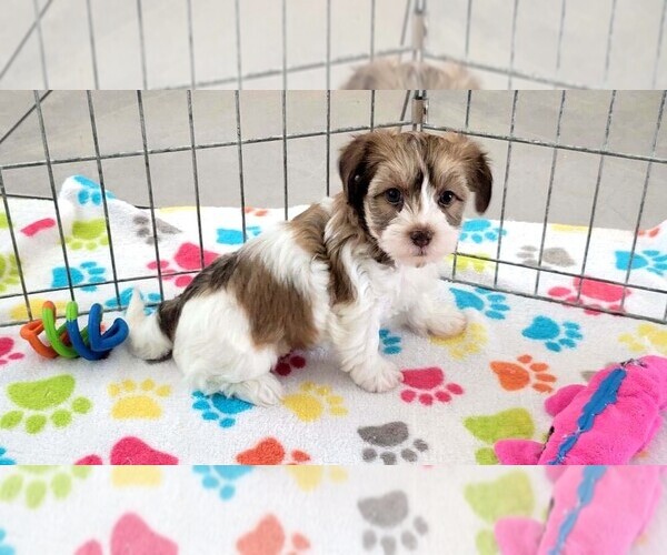 Medium Photo #7 Havashire Puppy For Sale in ORO VALLEY, AZ, USA
