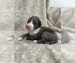 Small #9 Sheepadoodle