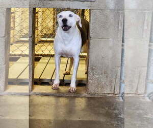 Skye - Female American Pit Bull Terrier-Unknown Mix Dog for Adoption - Photo #3