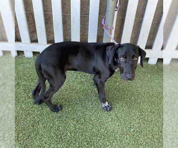 Medium Photo #1 Labrador Retriever-Unknown Mix Puppy For Sale in Modesto, CA, USA
