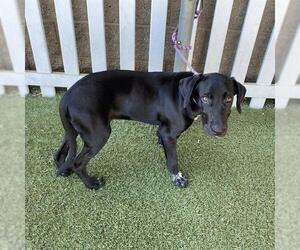 Labrador Retriever-Unknown Mix Dogs for adoption in Modesto, CA, USA