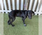 Small Labrador Retriever Mix